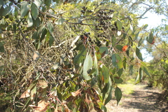 Eucalyptus leucoxylon megalocarpa
