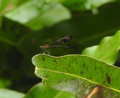 Heliocypha bisignata