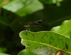 Heliocypha bisignata