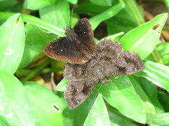 Staphylus ascalaphus