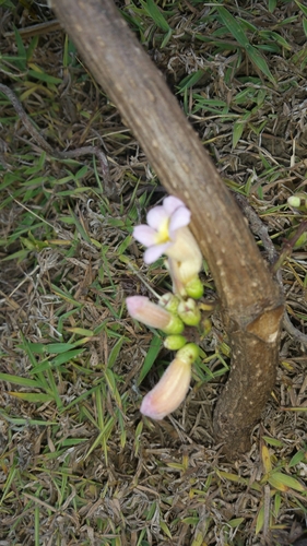 Colea rubra image