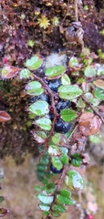 Gaultheria nummularioides