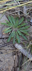 Plantago coronopus