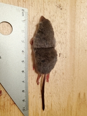 Sorex monticola