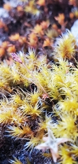 Racomitrium