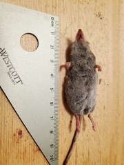 Sorex monticola