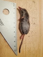 Sorex monticola