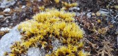 Racomitrium