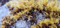 Racomitrium