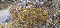 Racomitrium