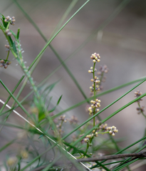 Lomandra obliqua