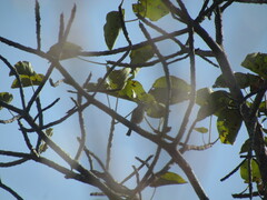 Emberiza goslingi