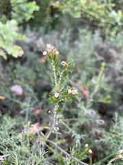 Erica vagans