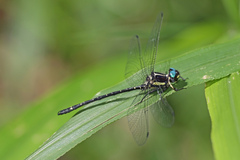 Eusynthemis aurolineata