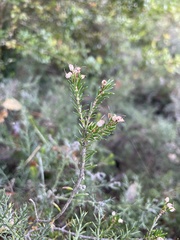 Erica vagans