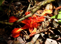 Etlingera