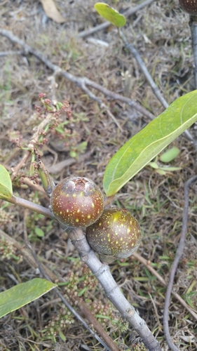 Ficus torrentium image