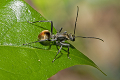Polyrhachis brisbanensis