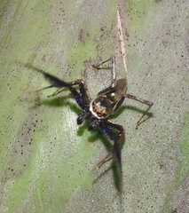 Brettus cingulatus