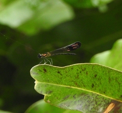 Heliocypha bisignata