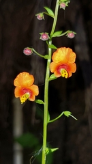 Alonsoa meridionalis