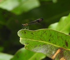 Heliocypha bisignata