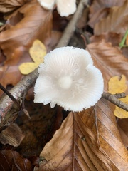 Fungi