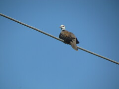 Streptopelia hypopyrrha