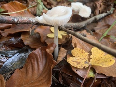 Fungi