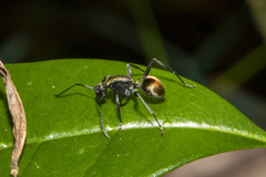 Polyrhachis brisbanensis