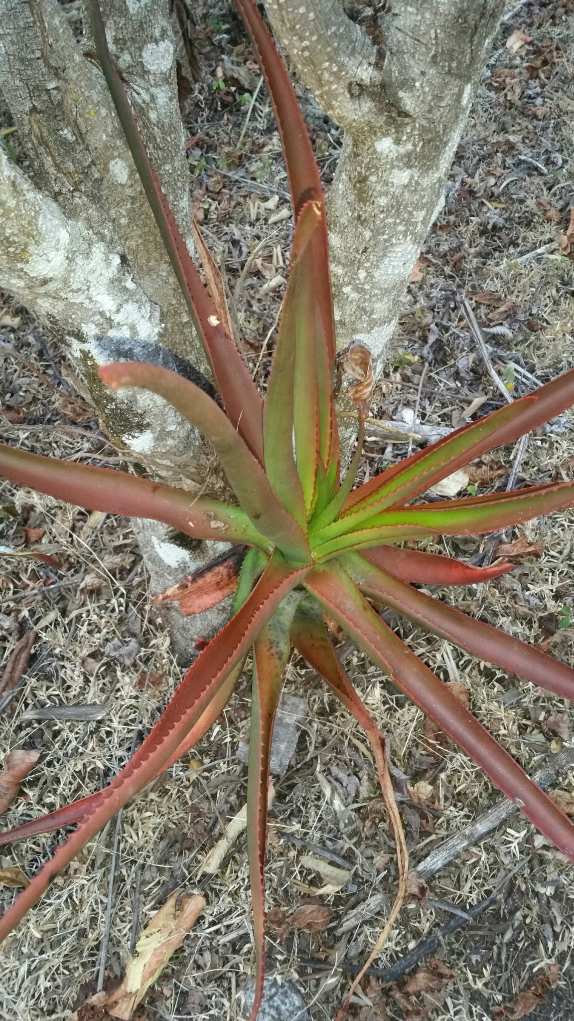 Aloe rapanarivoi