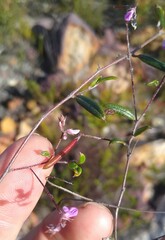 Indigofera potbergensis