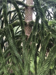 Araucaria araucana