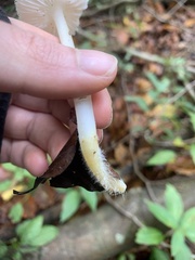 Fungi
