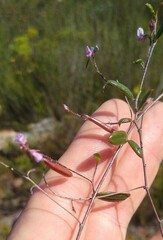 Indigofera potbergensis