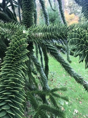 Araucaria araucana