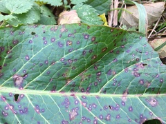 Ramularia rubella