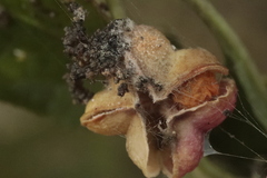 Nephopterix angustella