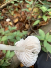 Fungi