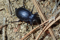 Carabus famini