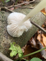 Fungi