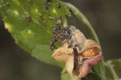 Nephopterix angustella