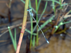 Lestes pallidus