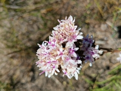 Corymbium villosum
