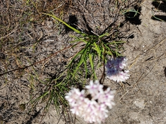 Corymbium villosum