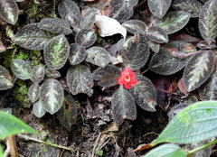 Episcia
