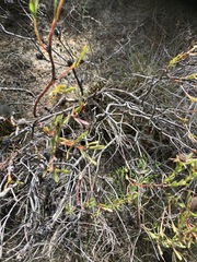 Leucadendron modestum