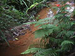 Blechnum novae-zelandiae