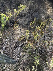 Leucadendron modestum