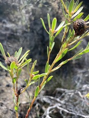 Leucadendron modestum